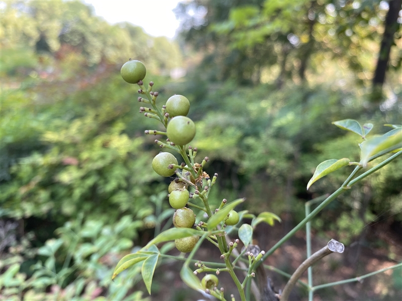 华为Mate30 Pro首发评测：唯一的敌手就是自己