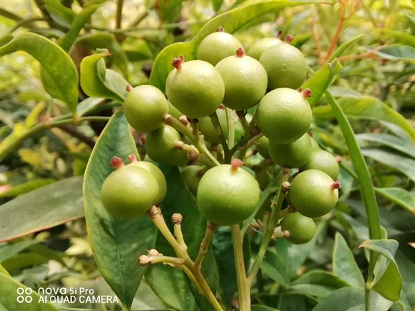 自研达芬奇加持的全球AI王者！首款麒麟810颜值机华为nova 5i Pro评测：智慧四摄玩出花