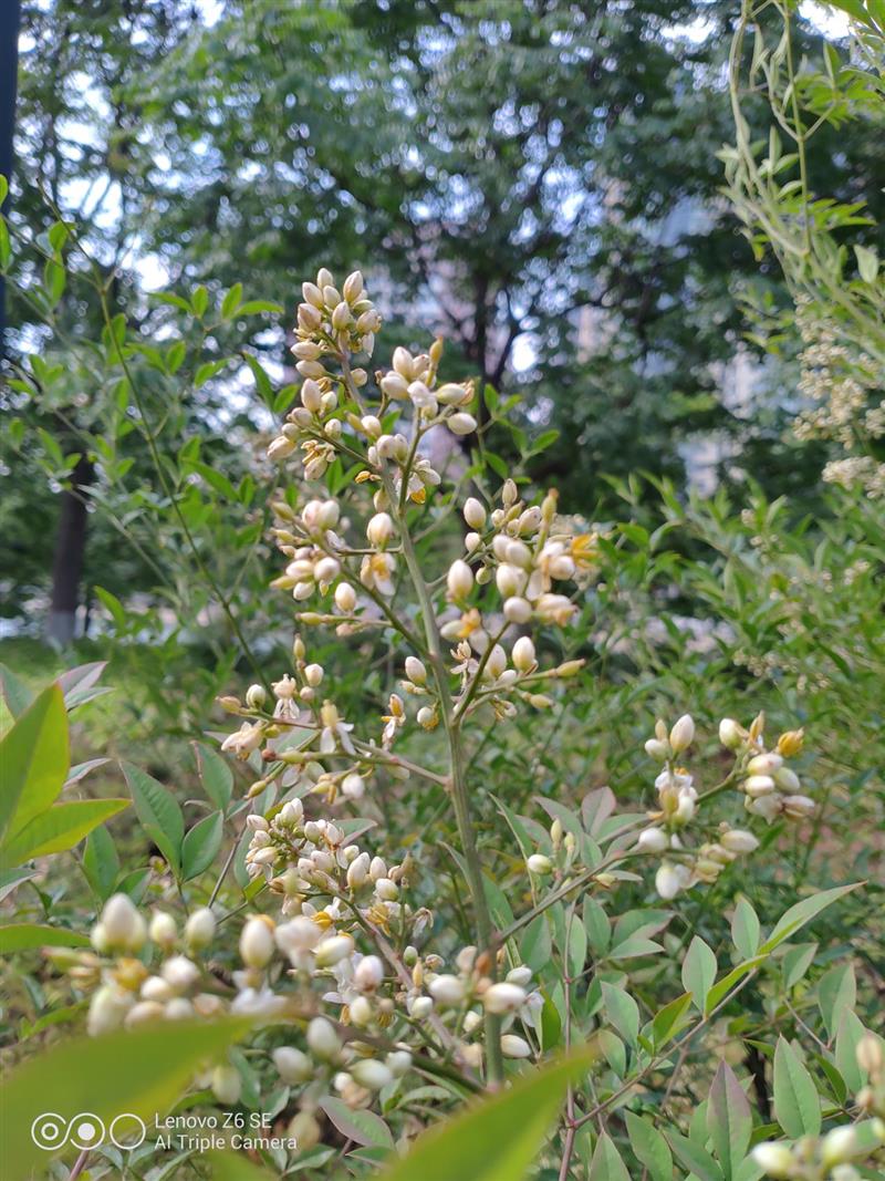 4050大电池+“神U”710 联想Z6青春版全面评测：告别续航焦虑