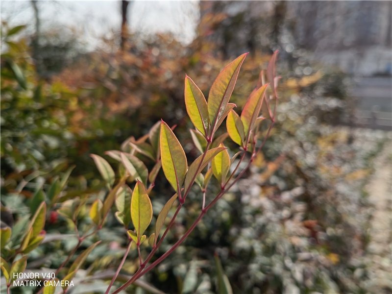 强悍依旧！破茧重生荣耀V40首发评测：为“发哥”加满buff