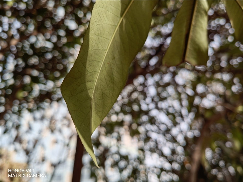 强悍依旧！破茧重生荣耀V40首发评测：为“发哥”加满buff